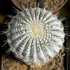 copiapoa_columna_alba_1